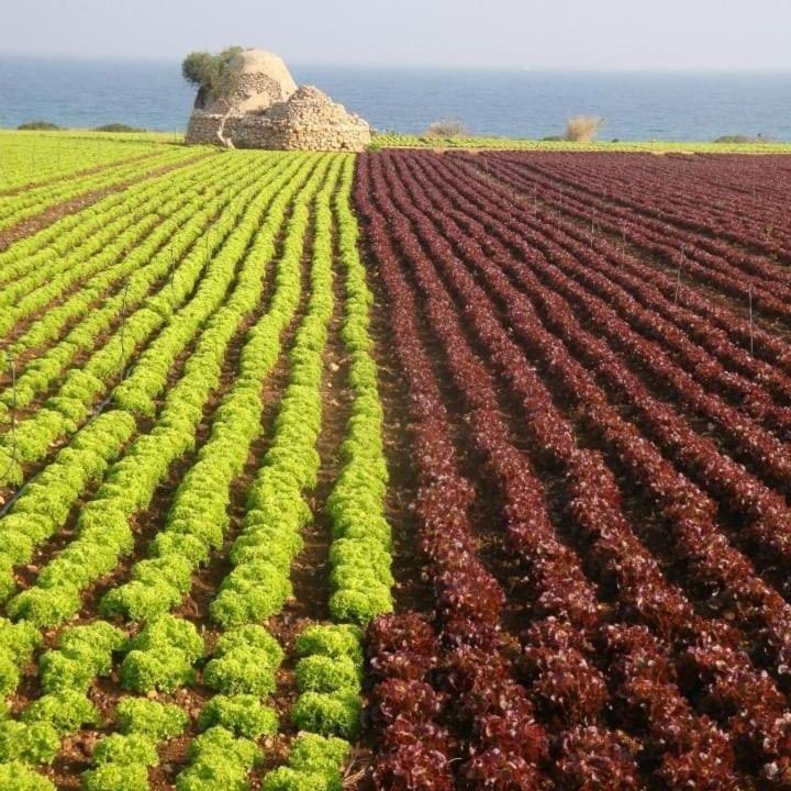 Vacanze Al San Domenico 莫拉-迪巴里 外观 照片